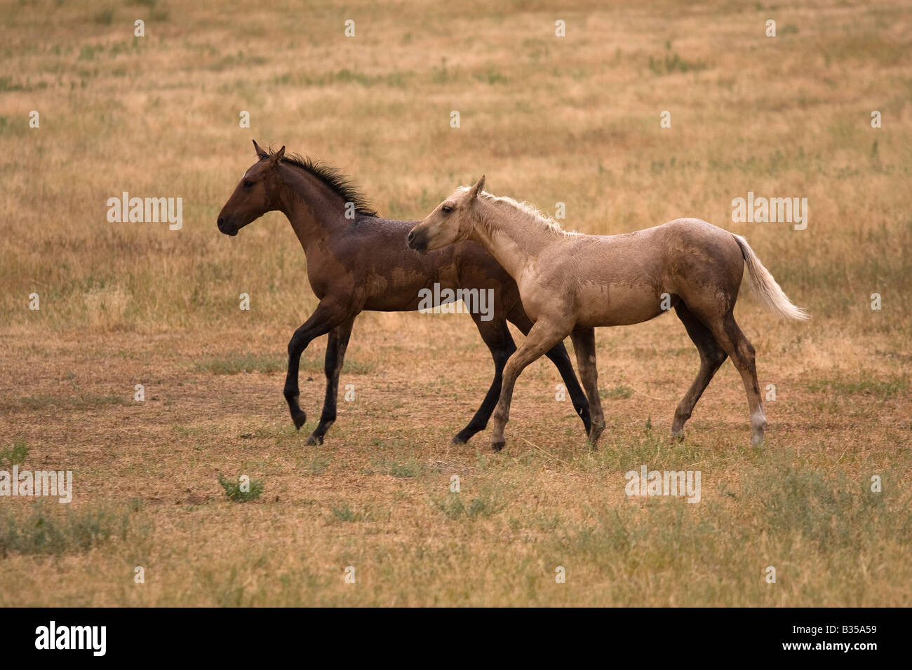 Zwei Viertel Pferd Fohlen galoppieren im Regen Stockfoto