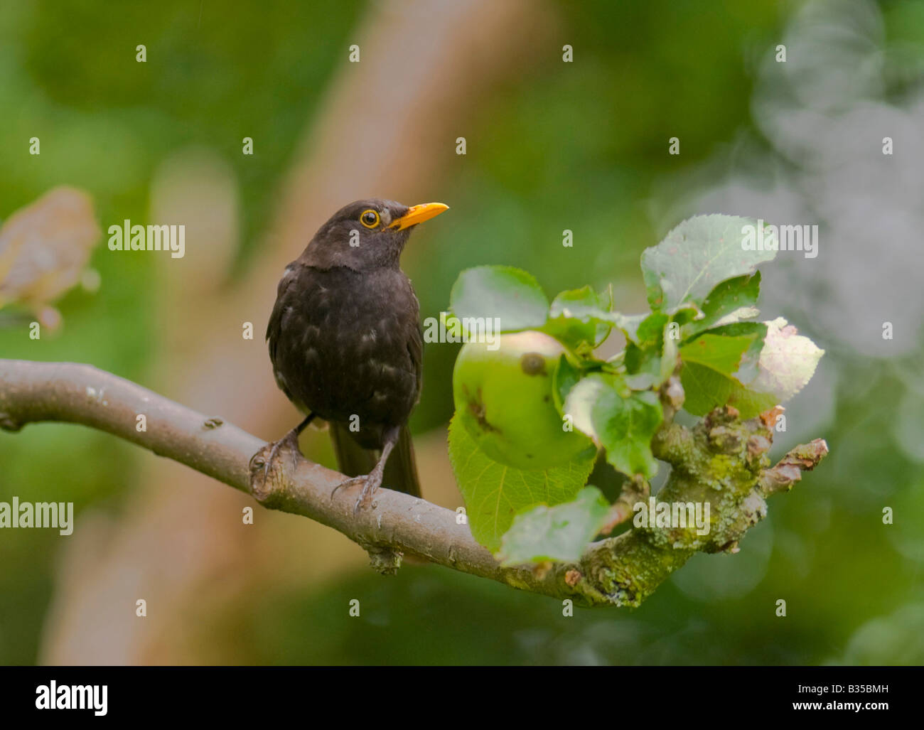 Männliche Black Bird "Turdus Marula" auf Apfelzweig. Stockfoto