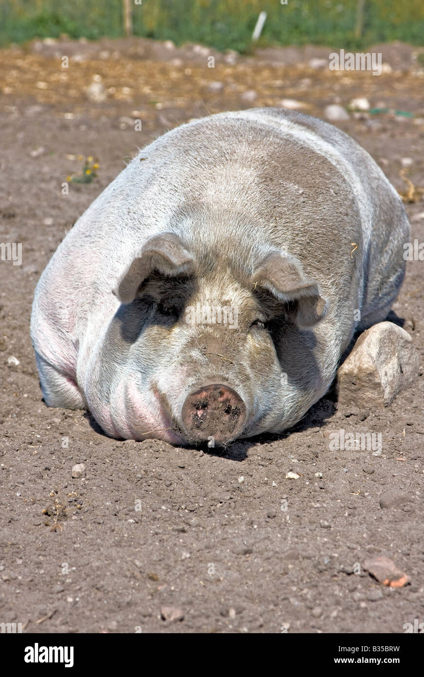Großen schmutzigen Schwein süß auf Boden schlafend Stockfoto