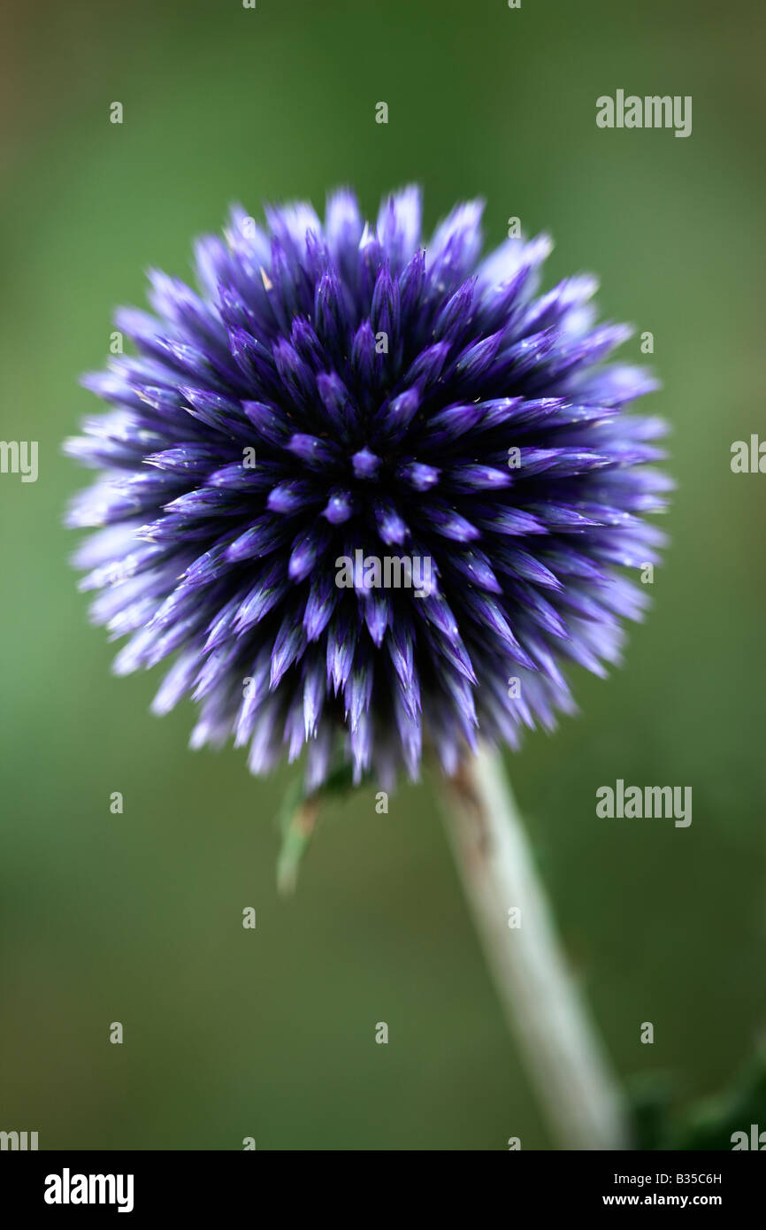 Echinops Ritro Veitch Blue Stockfoto