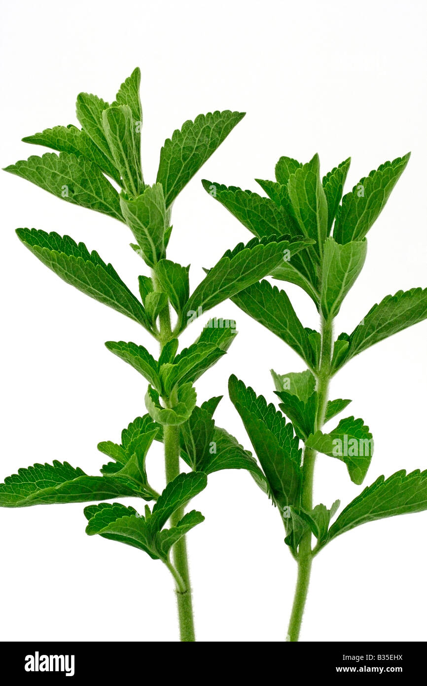Süße Pflanze Stevia rebaudiana Stockfoto