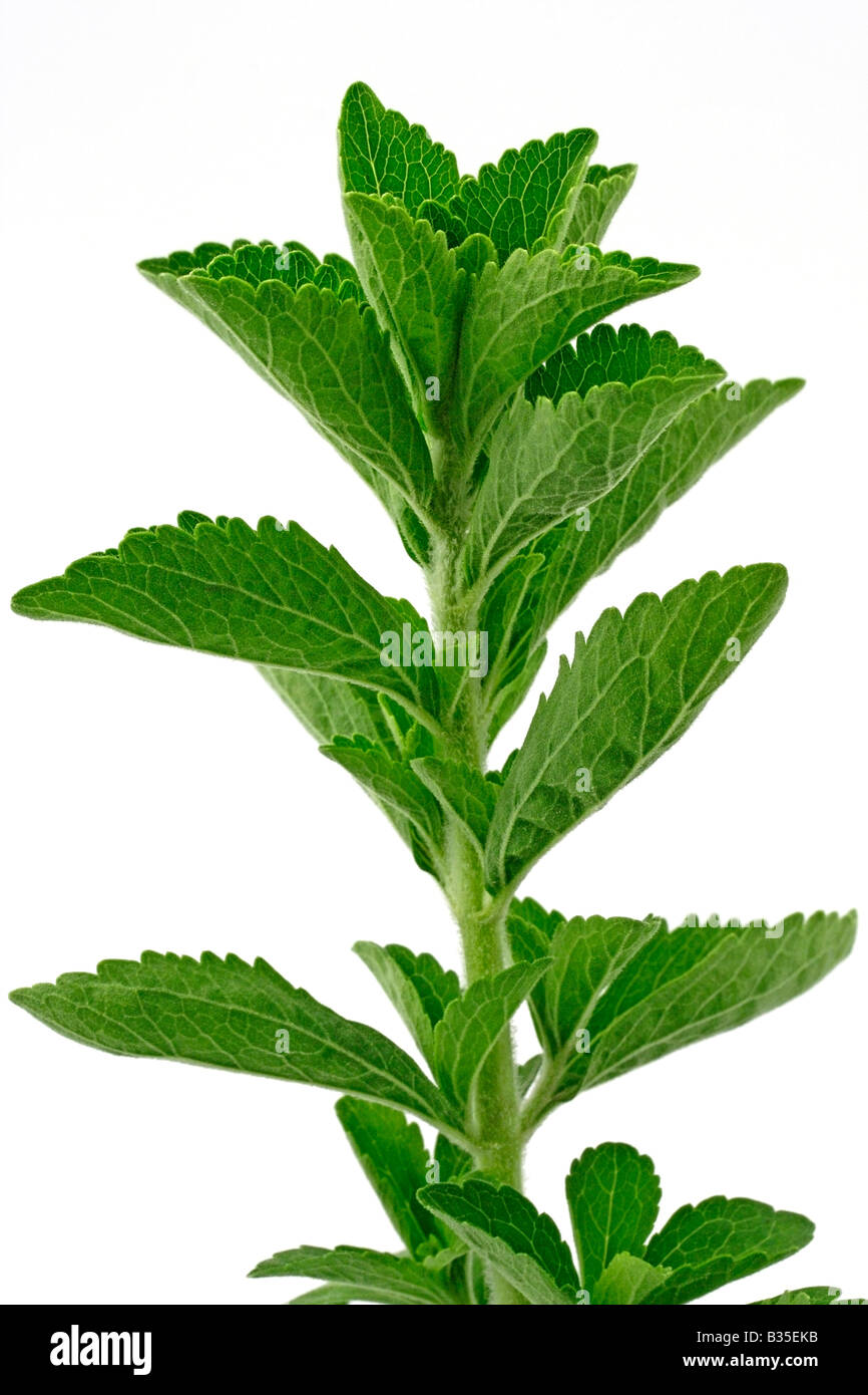 Süße Pflanze Stevia rebaudiana Stockfoto