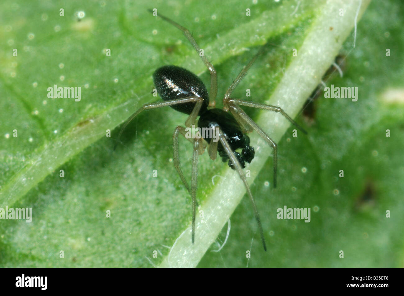 Eine vor Spinne Lepthyphantes sp männlichen Geld Spinne auf einem Blatt Stockfoto
