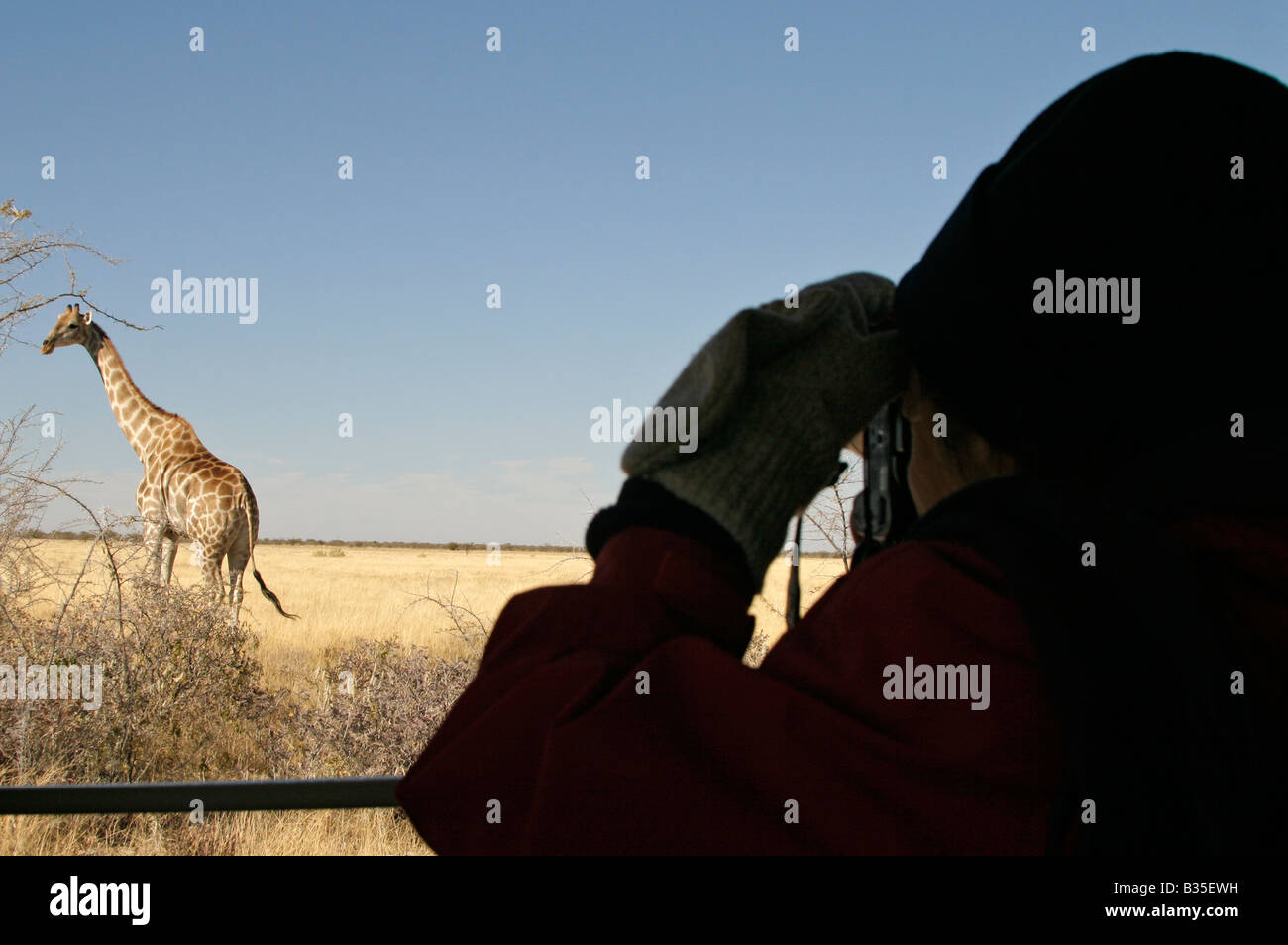 Beobachten Giraffe [Giraffa Plancius] von Safari-LKW in Etosha Wildpark in Namibia Afrika Stockfoto