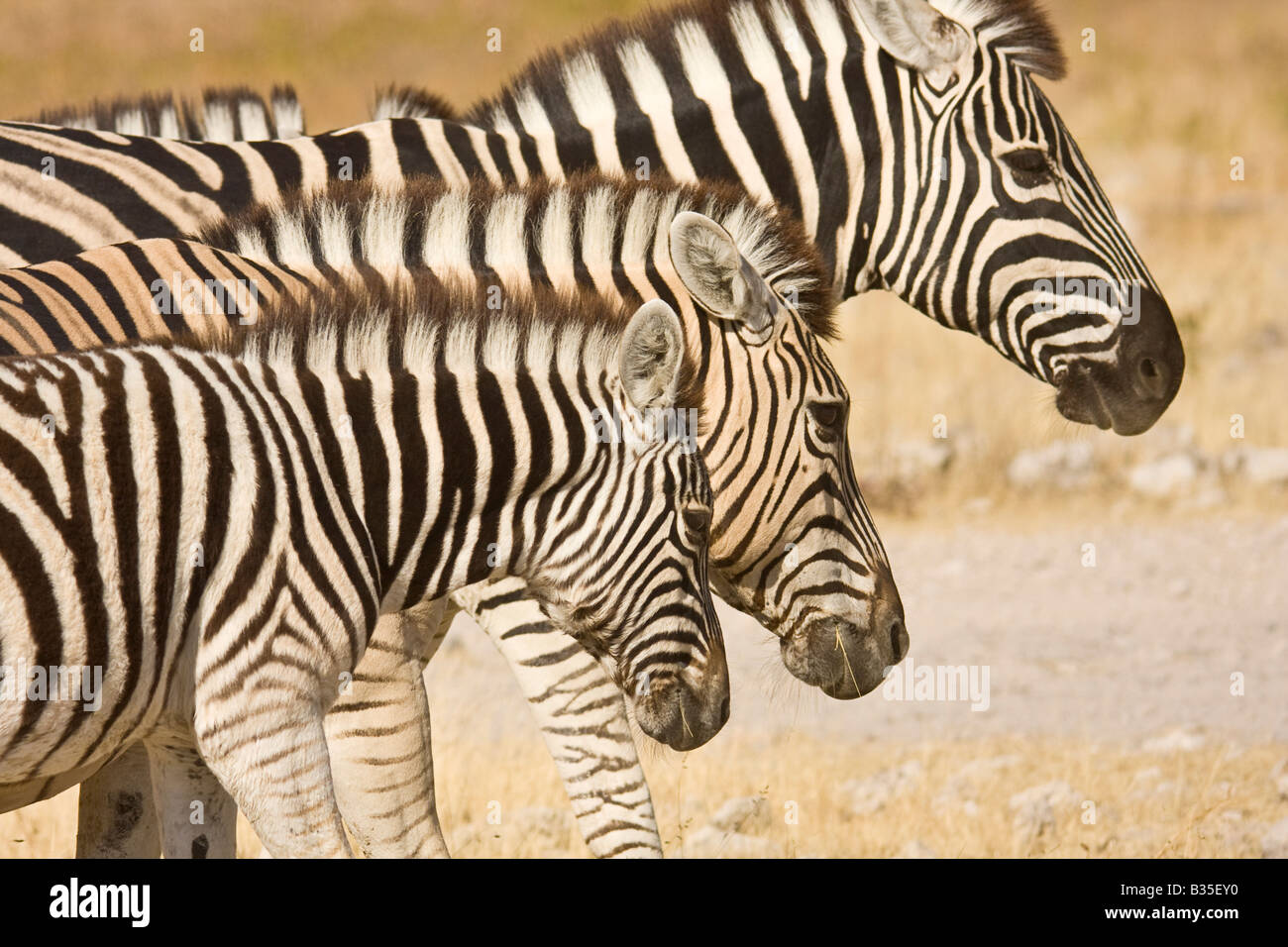 Burchell Plains Zebra [Equus Burchelli] in Etosha Namibia größte Wildpark in Afrika Stockfoto