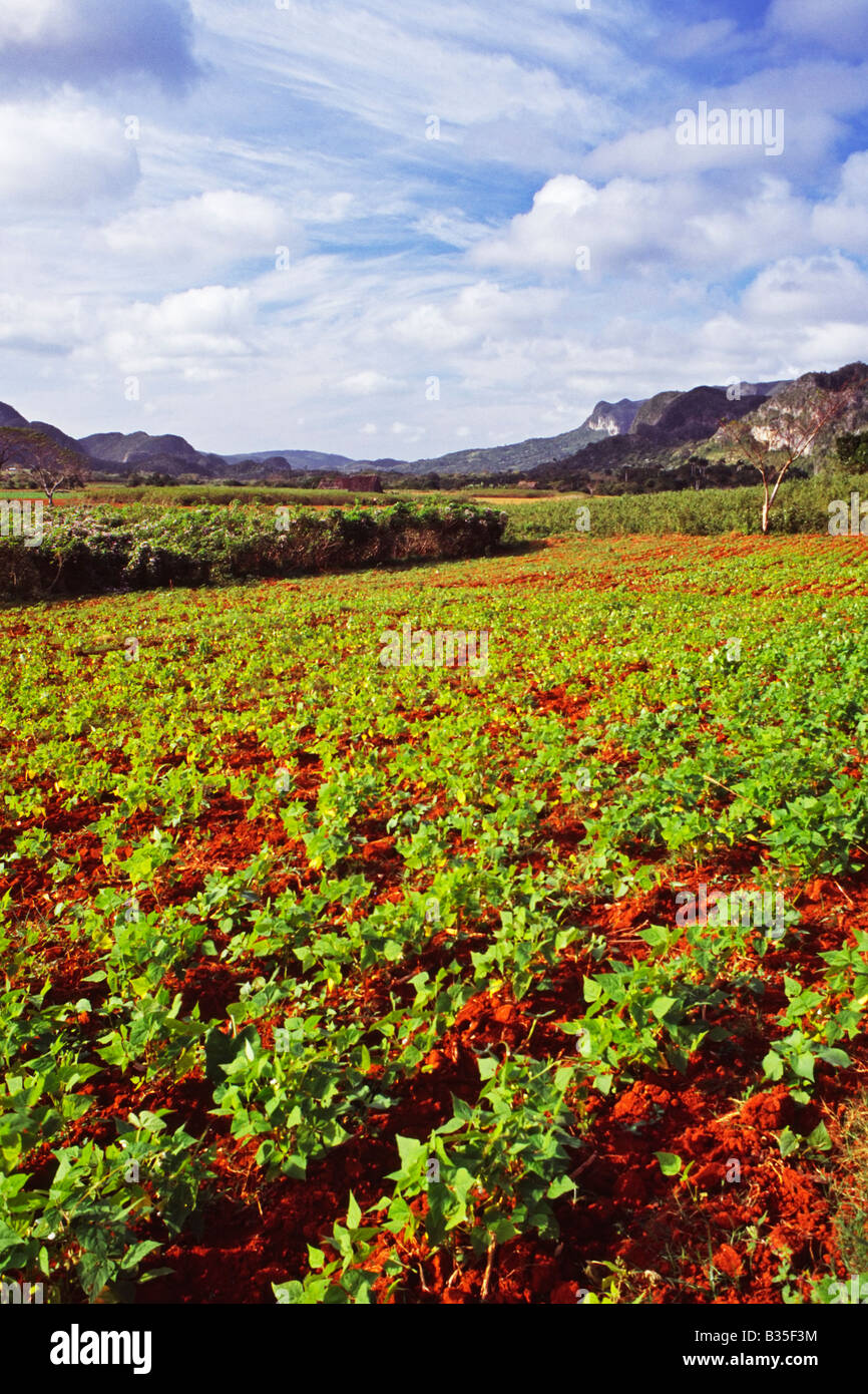 Tabakanbau in der Nähe der Stadt von Viñales in der Provinz Pinar Del Rio auf der Westseite der Insel Kuba Stockfoto