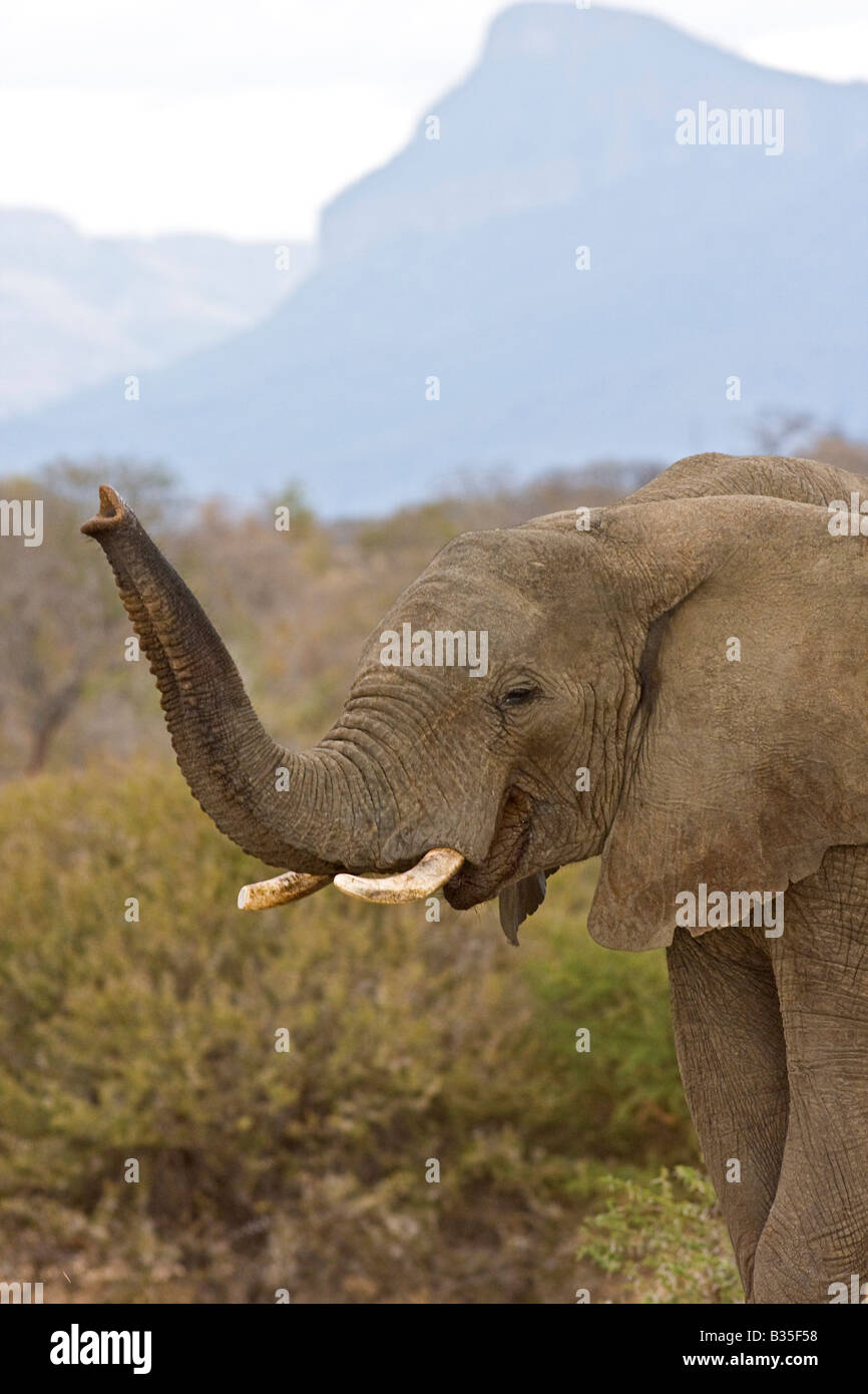 Elefanten im Camp Jabulani Safari Wildpark in der Nähe von Hoedspruit Südafrika Stockfoto
