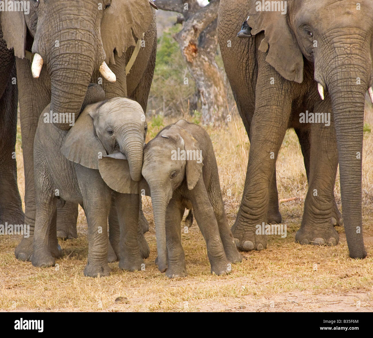 Baby-Elefanten spielen im Camp Jabulani gehobenen Safari Spiel Park in der Nähe von Hoedspruit Südafrika Stockfoto
