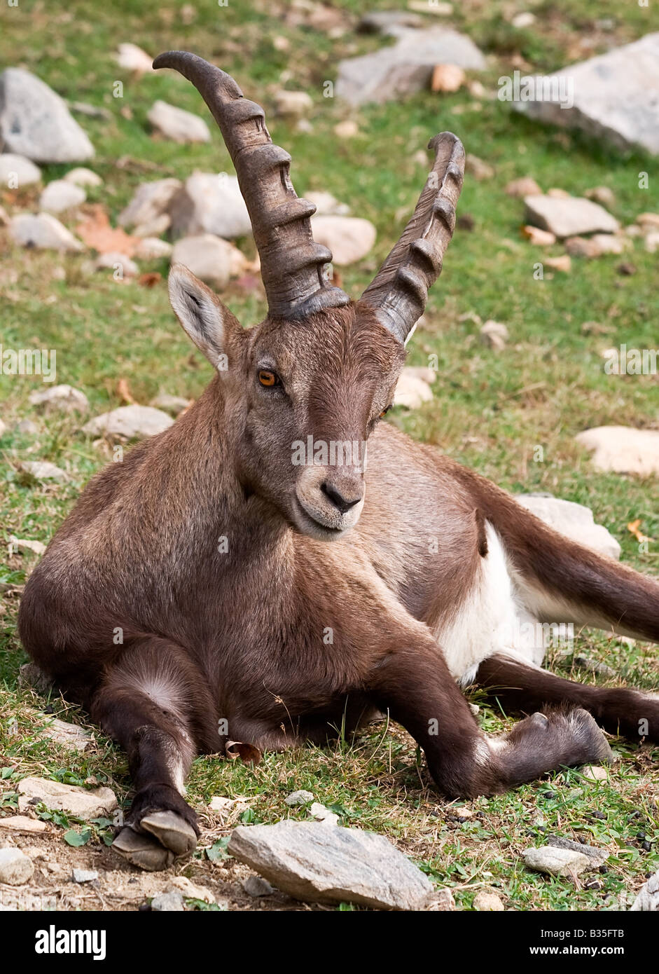 Eine Ziege ist auf dem Boden ruhen. Stockfoto