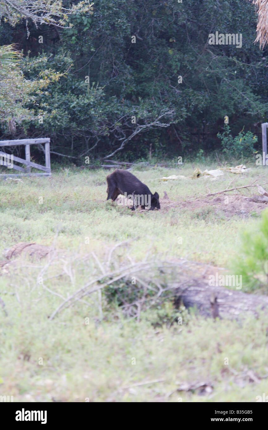 Ein Wildschwein mit einem gebrochenen Bein vorne Futter auf Cumberland Island, Georgia. USA Stockfoto