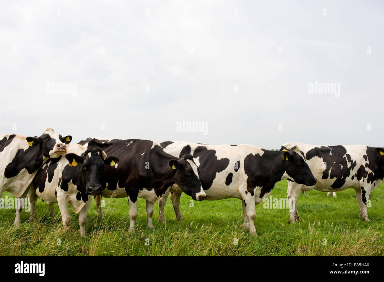 Holstein-Friesian Kühen Stockfoto