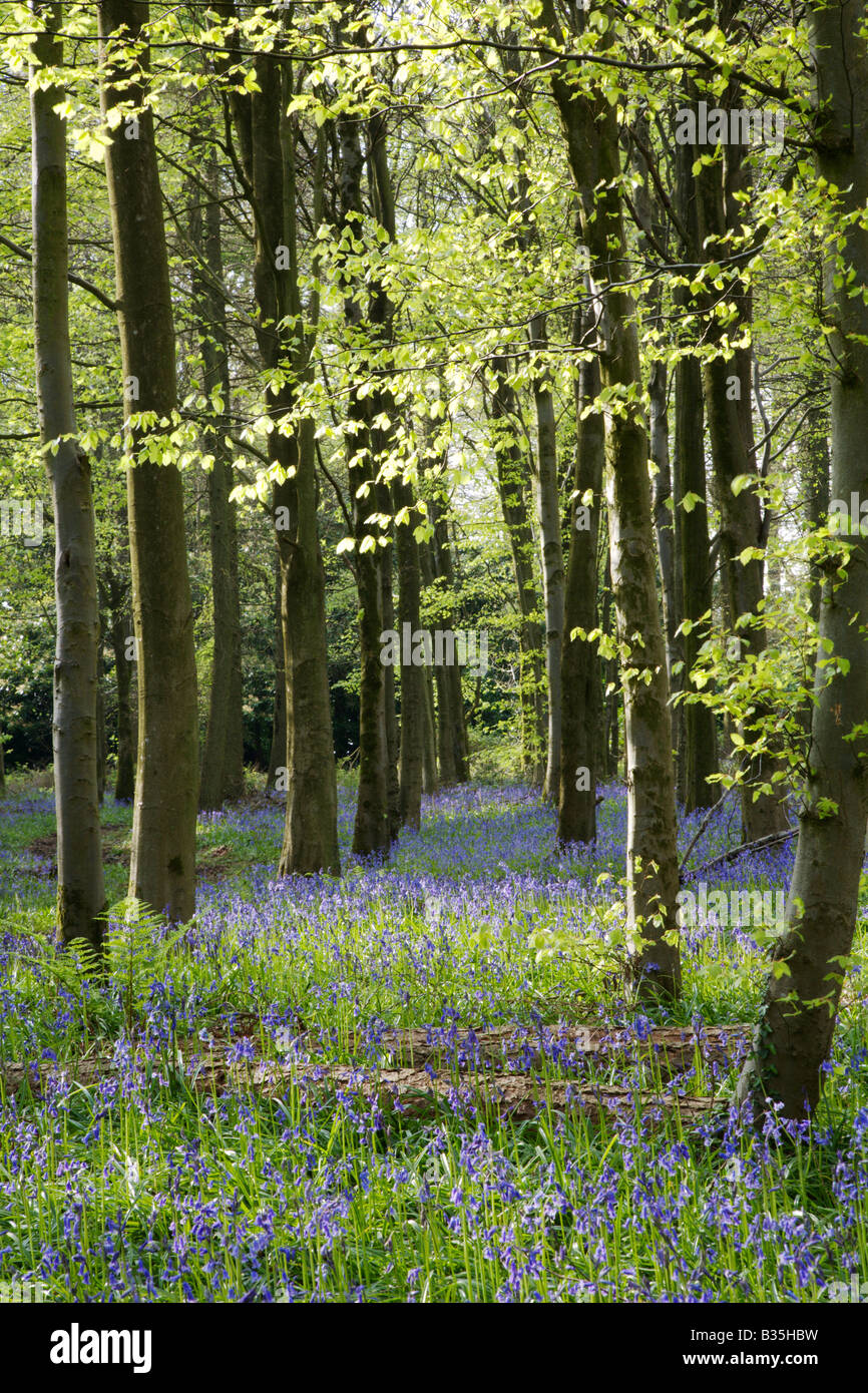 Bluebell Holz auf den Quantocks genommen. Stockfoto