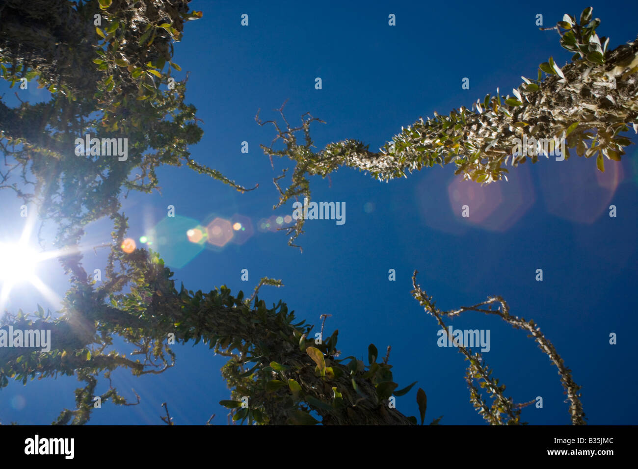 Ocotillo und blauer Himmel, einschließlich die Sonne und das Objektiv flare in der Anza Borrego Wüste des südlichen Kalifornien USA Stockfoto
