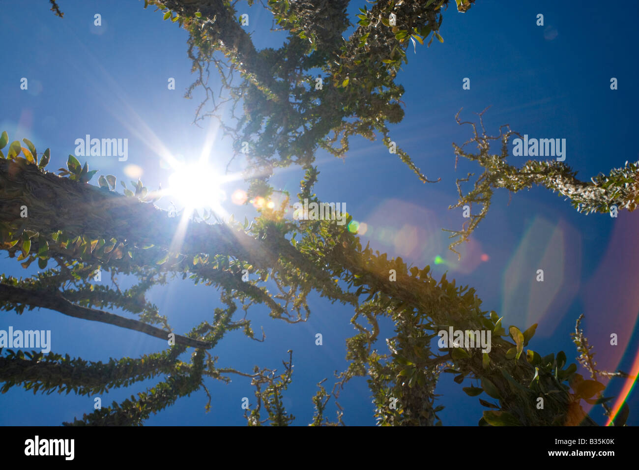 Ocotillo und blauer Himmel, einschließlich die Sonne und das Objektiv flare in der Anza Borrego Wüste des südlichen Kalifornien USA Stockfoto