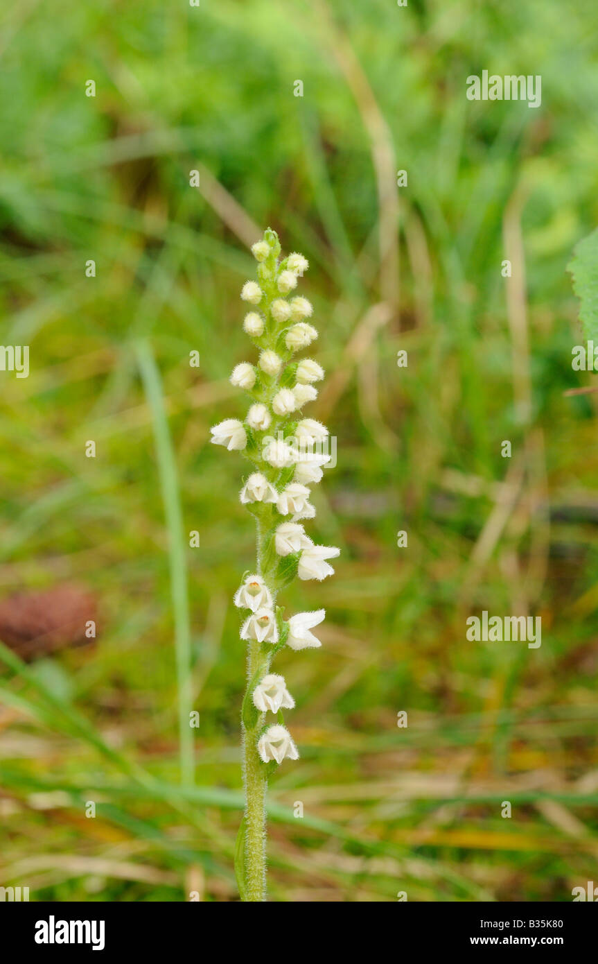 Schleichende Lady's Tresses Goodyera Repens wächst in küstennahen Nadel-Wald Norfolk UK Juli Stockfoto