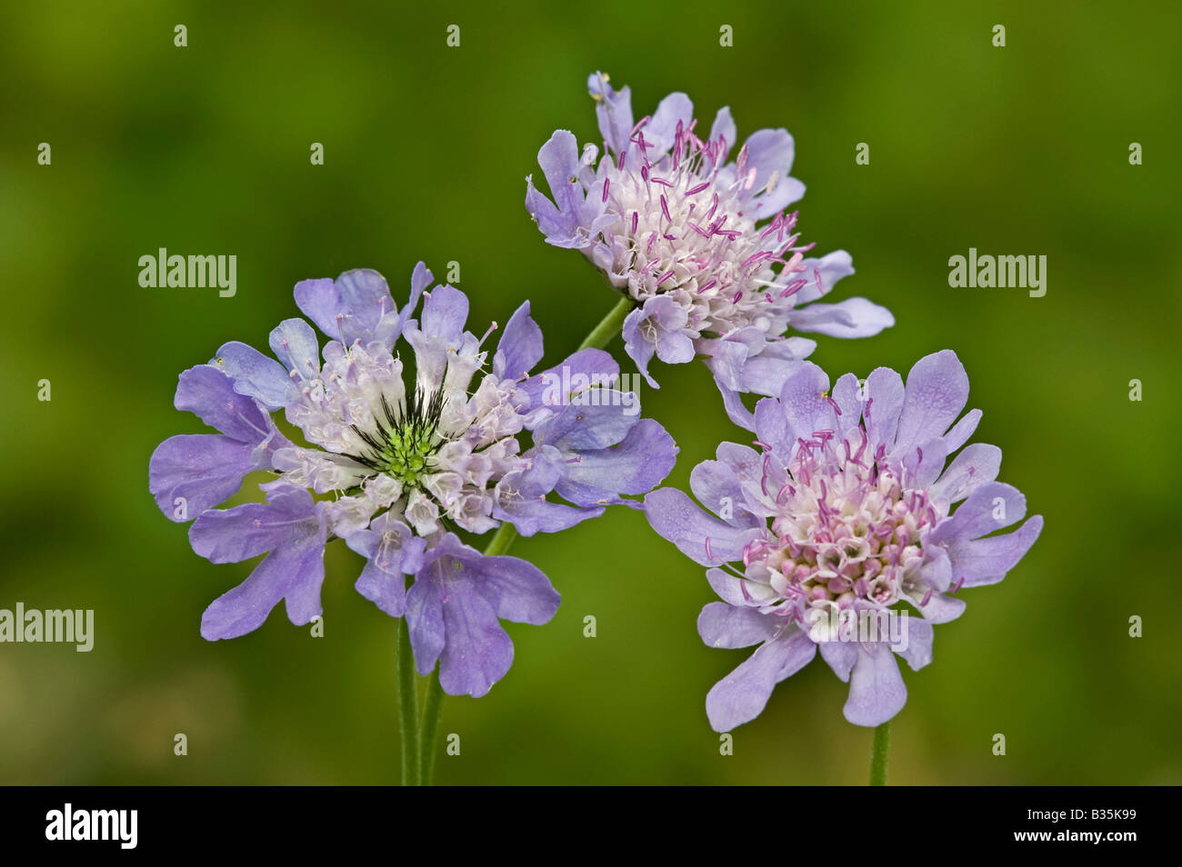 Feld Witwenblume (Knautia Arvensis), eine Gruppe von Trhree Blumen Stockfoto
