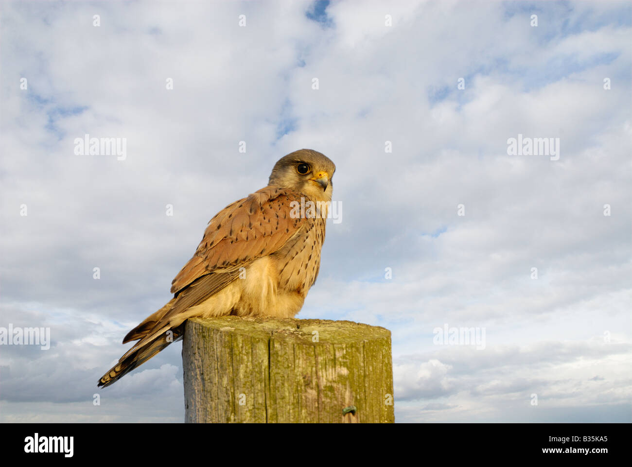 Turmfalken Falco Tinnunculus weiblich gehockt Telegraph Post Norfolk UK Stockfoto