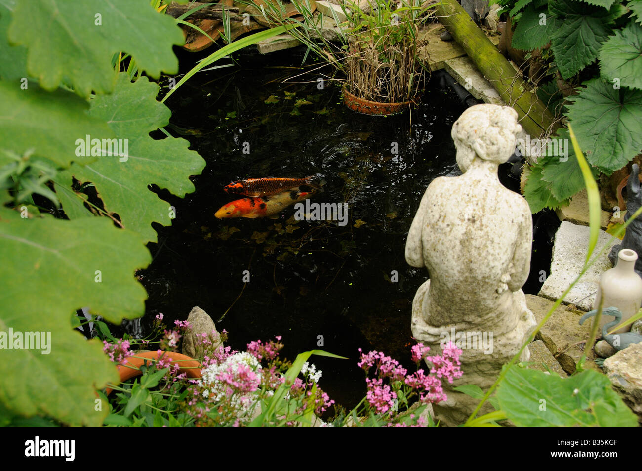 Kleinen Garten Teich mit Koi-Karpfen im schattigen Garten UK Stockfoto