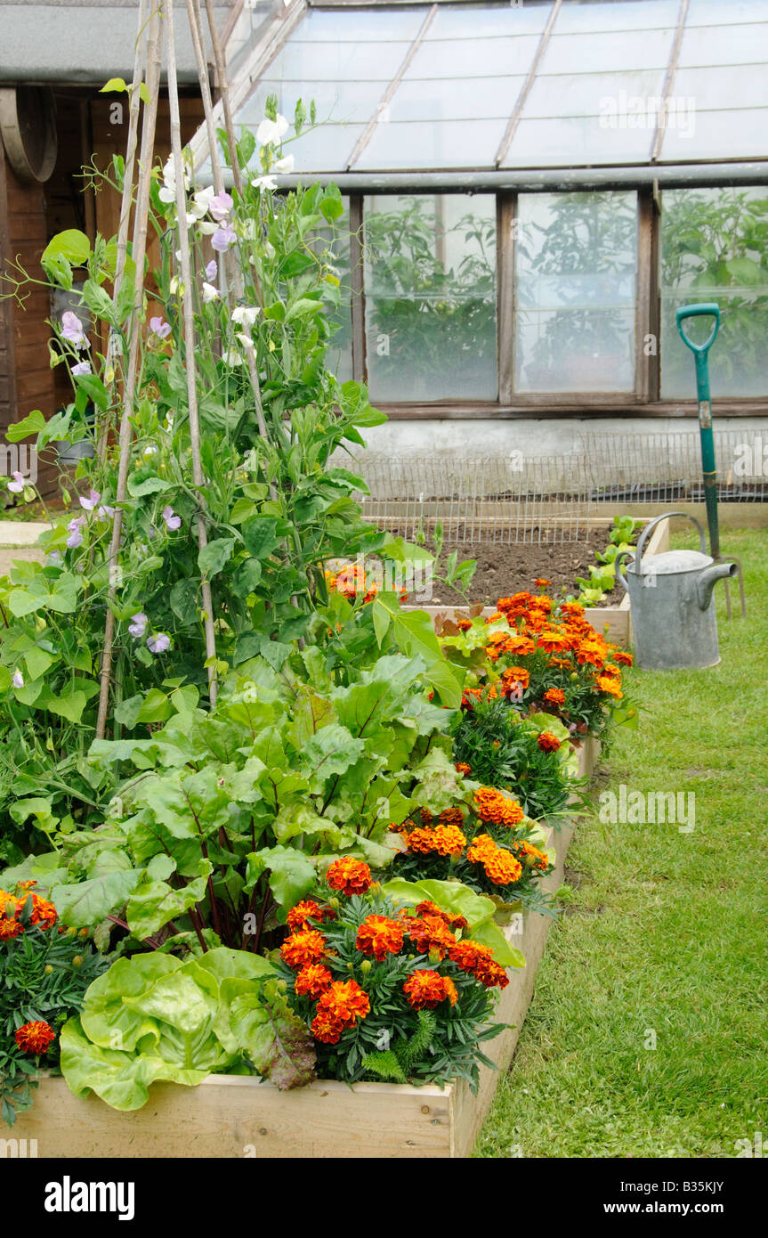 Sommergarten mit verschiedenem Gemüse und Blumen Hochbeete UK Juni Stockfoto