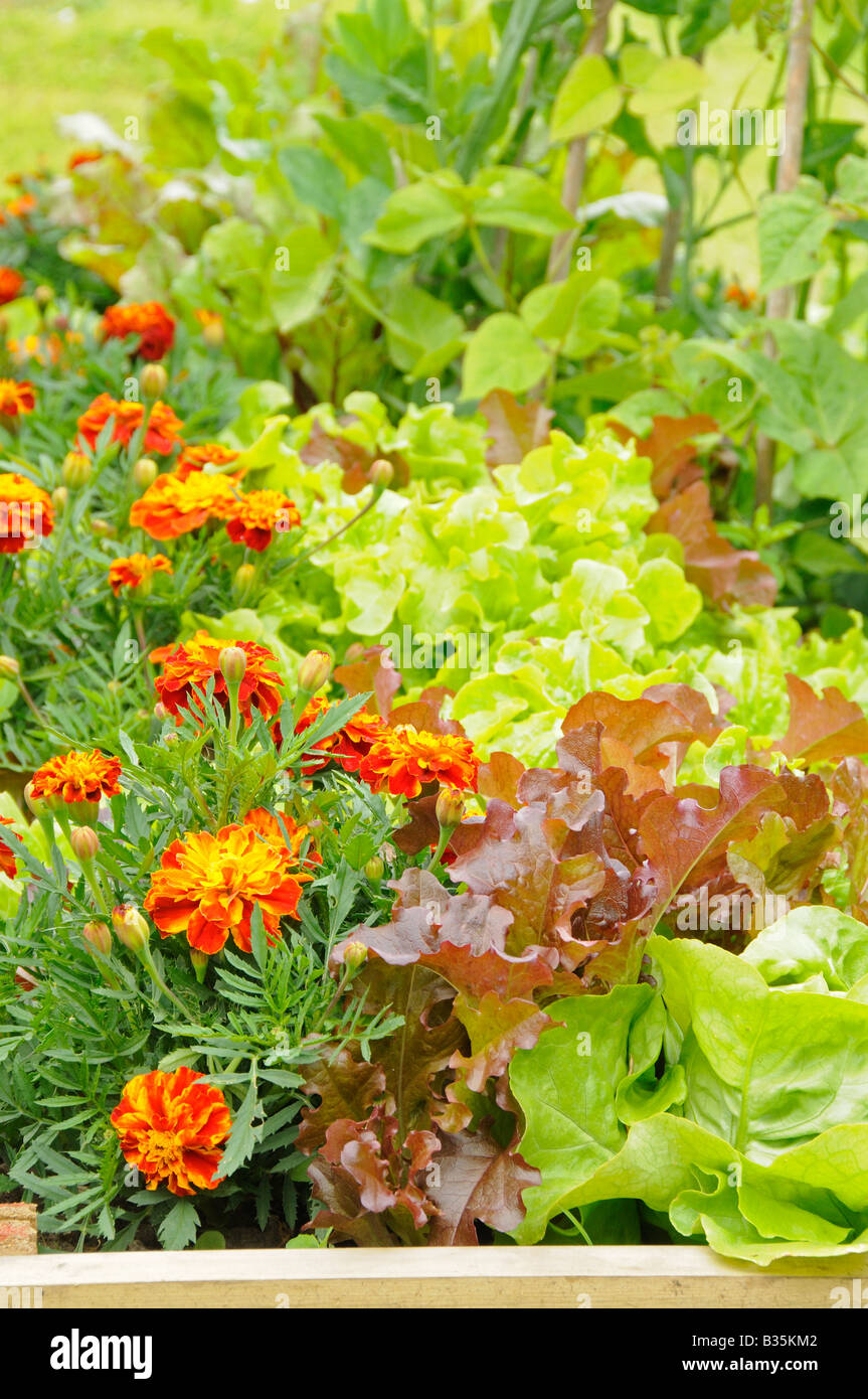 Sommergarten mit Mischstil Gemüse- und Blumenanbau Potager Hochbeete UK Juni Stockfoto