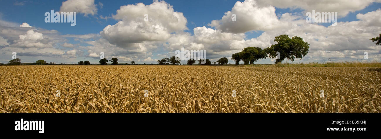 Weizen-bereit für die Ernte Norfolk August Stockfoto