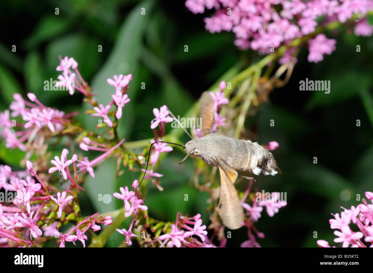 Humming Bird Hawk Moth Macroglossum Stellatarum Fütterung Red Valerian Centranthus Ruber städtischen Garten Norfolk UK Stockfoto