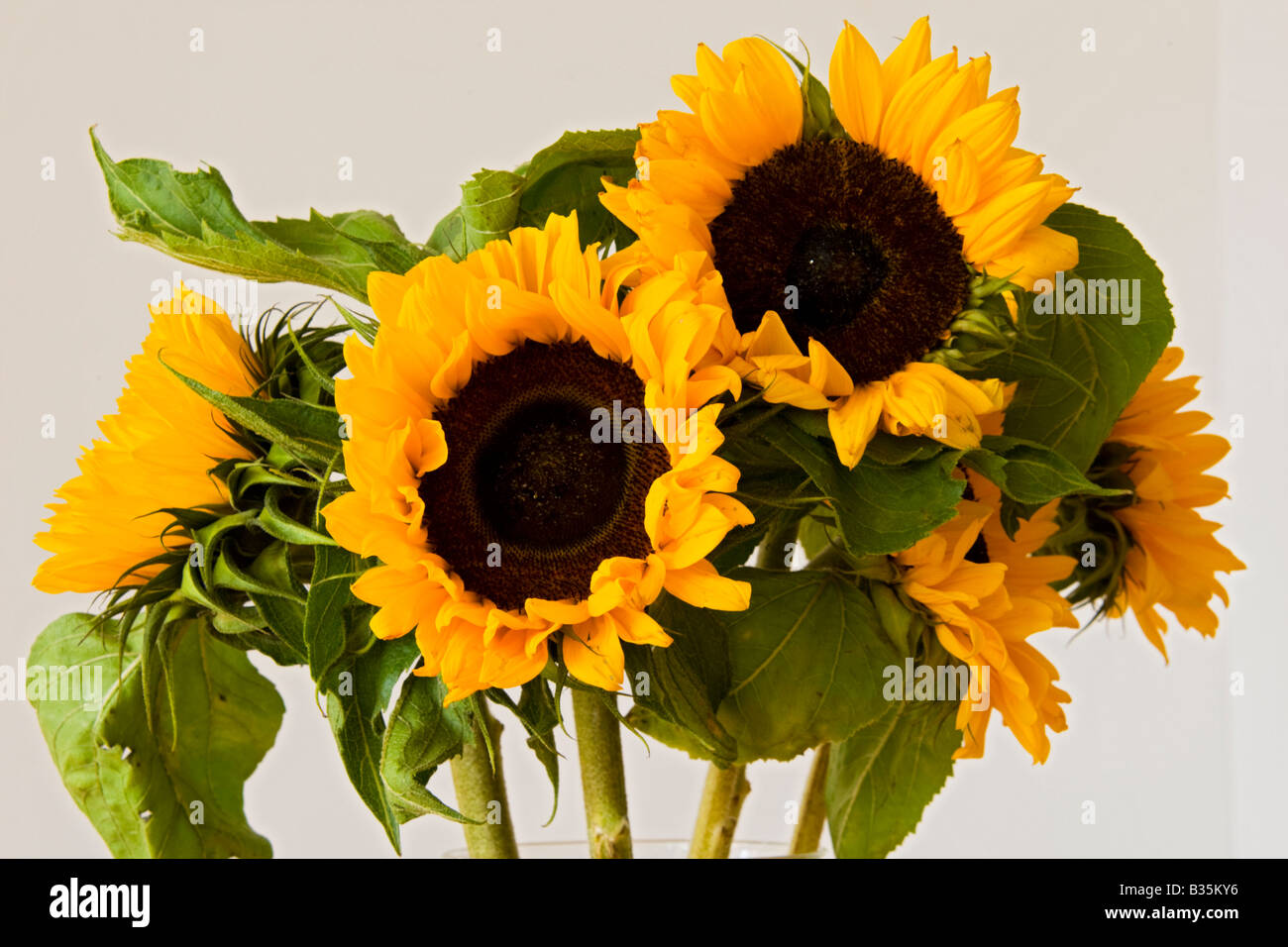 Nahaufnahme von Sonnenblumen dekoriert Stockfoto