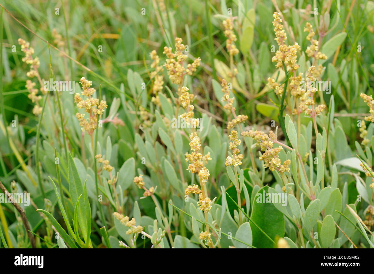 Meer Portulak Halimione Portulacoides in Blüte auf küstennahen Sümpfen North Norfolk UK Juli Stockfoto