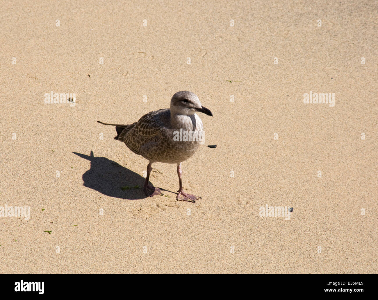 Silbermöwe am Sandstrand in Cornwall, England Stockfoto