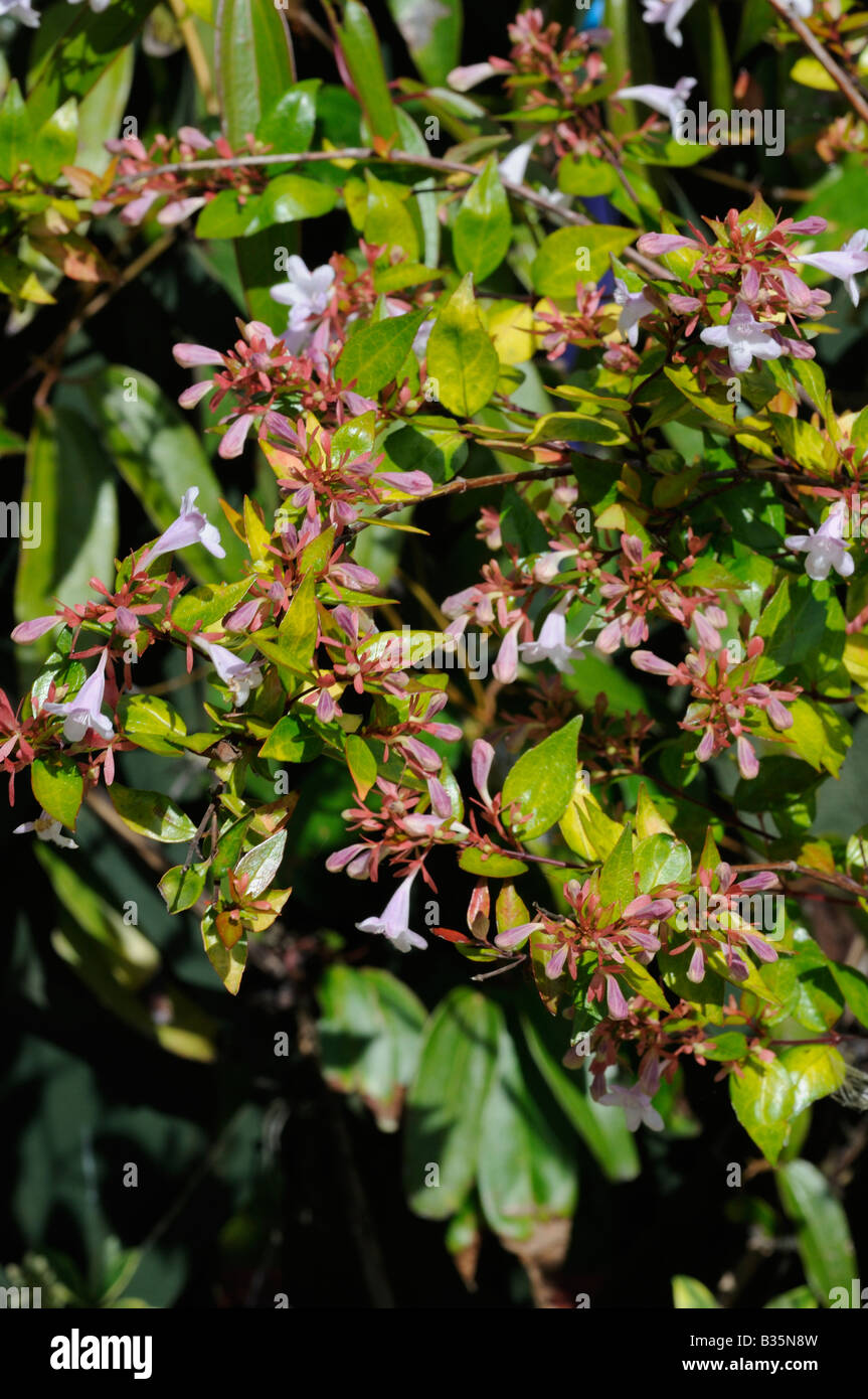 Abelia Grandiflora Stockfoto