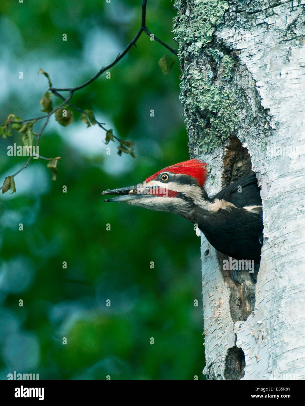 Pileated Woodpecker dryocopus pileatus, Peering von Nesting Loch im Osten der USA Stockfoto