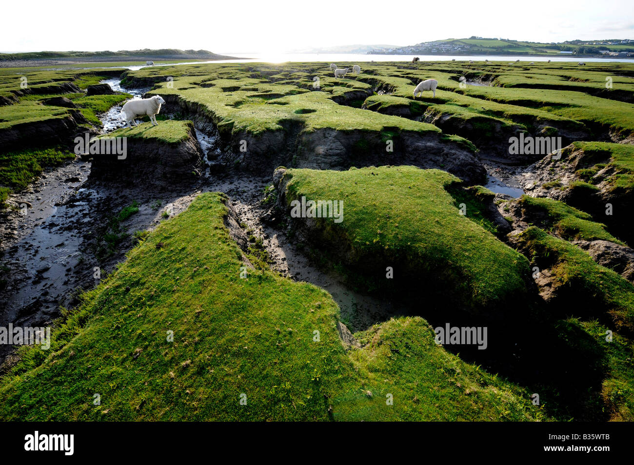 Schafe weiden unter erodierten Marschland an der Nordküste von devon Stockfoto