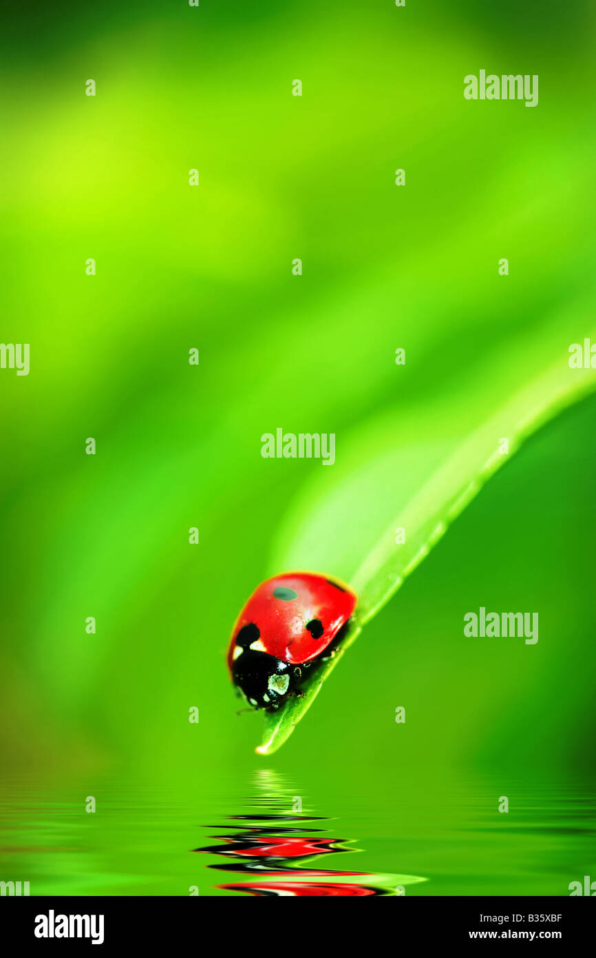 Marienkäfer auf das Ende von einem grünen Blatt Stockfoto