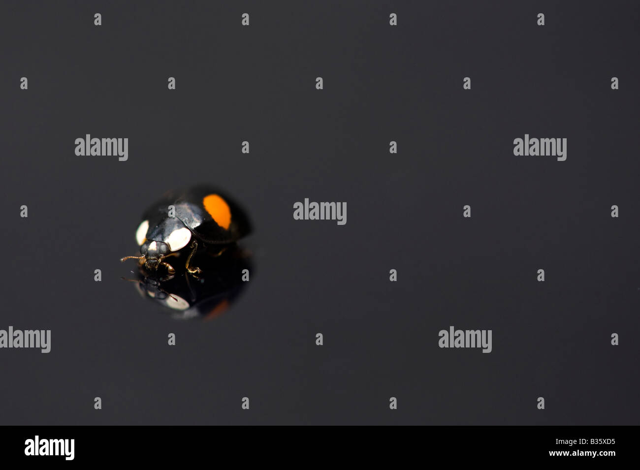 Marienkäfer auf eine glänzende schwarze Oberfläche mit Reflexion Stockfoto