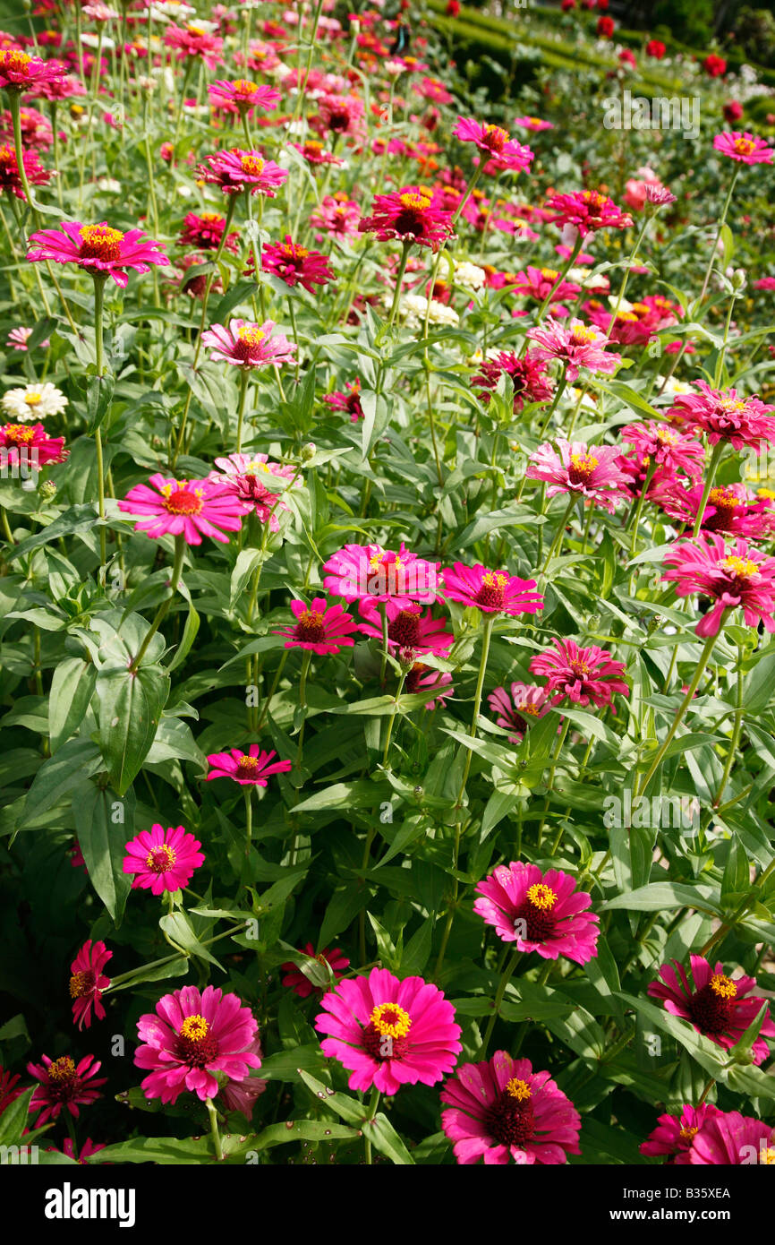 Zinnie Blumen Stockfoto