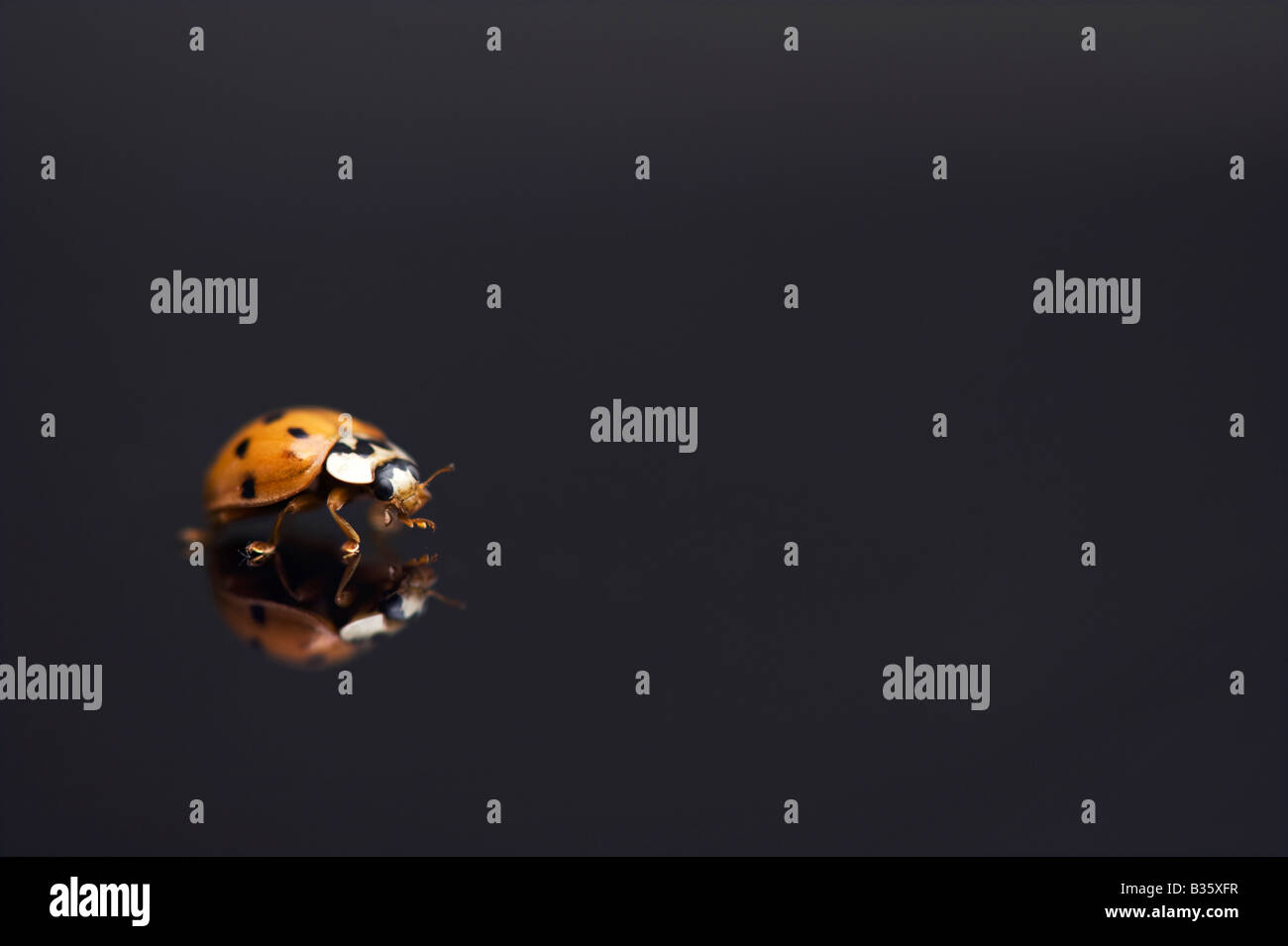 Marienkäfer auf eine glänzende schwarze Oberfläche mit Reflexion Stockfoto