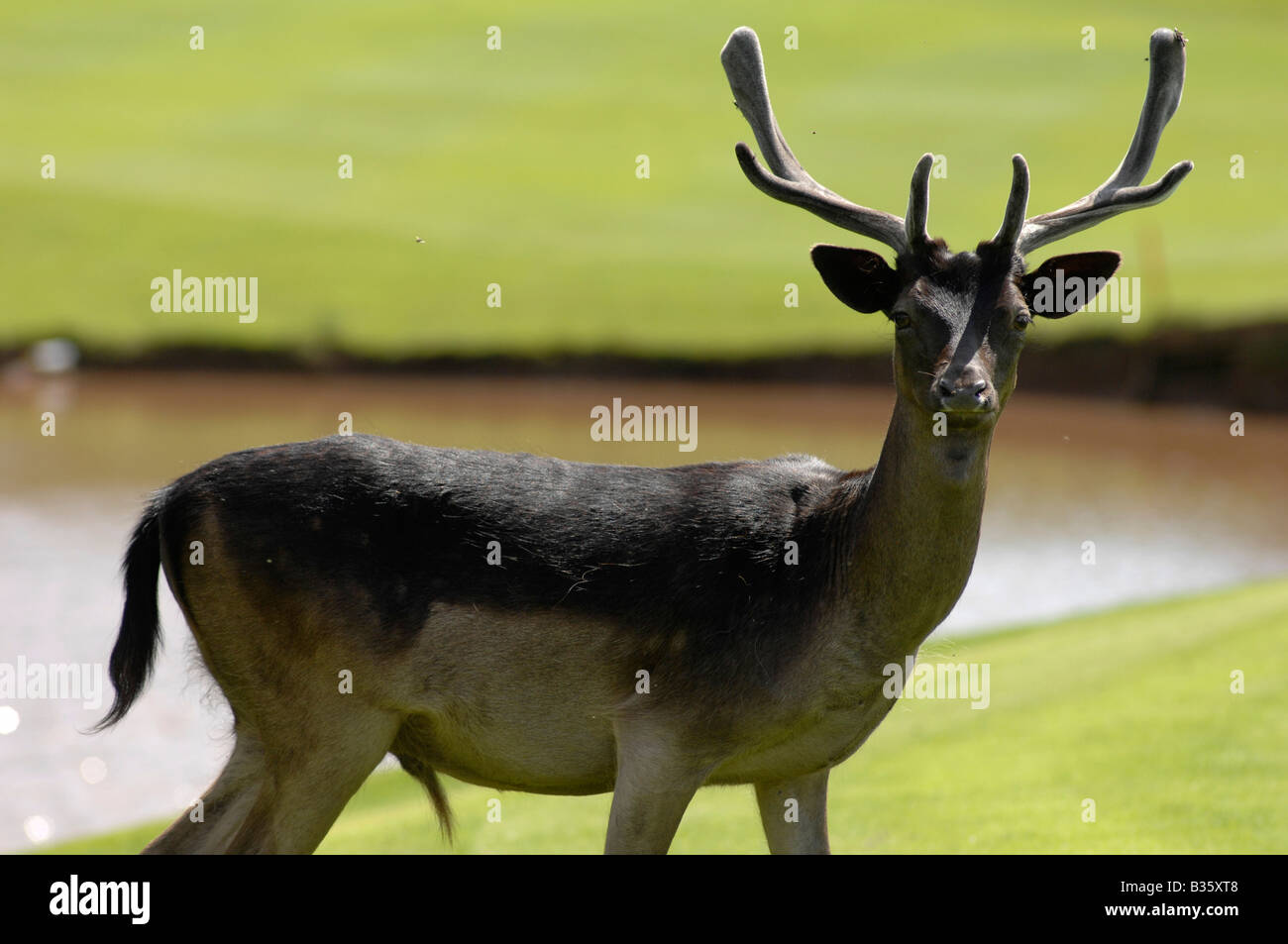 Teich hirsch Fotos und Bildmaterial in hoher Auflösung Alamy