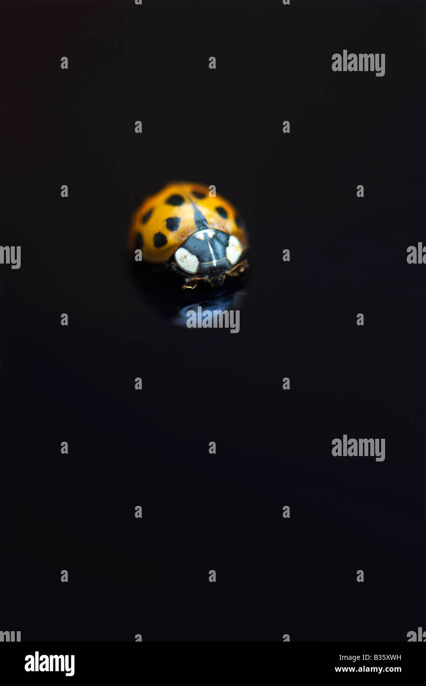 Marienkäfer auf eine glänzende schwarze Oberfläche mit Reflexion Stockfoto