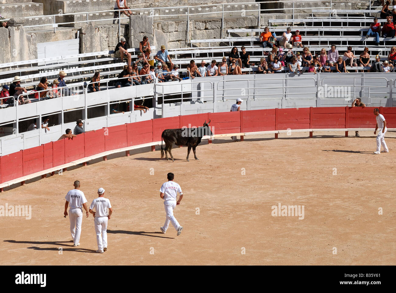 Jagd auf den Stier in der Roman-Arena in Arles, Frankreich Stockfoto