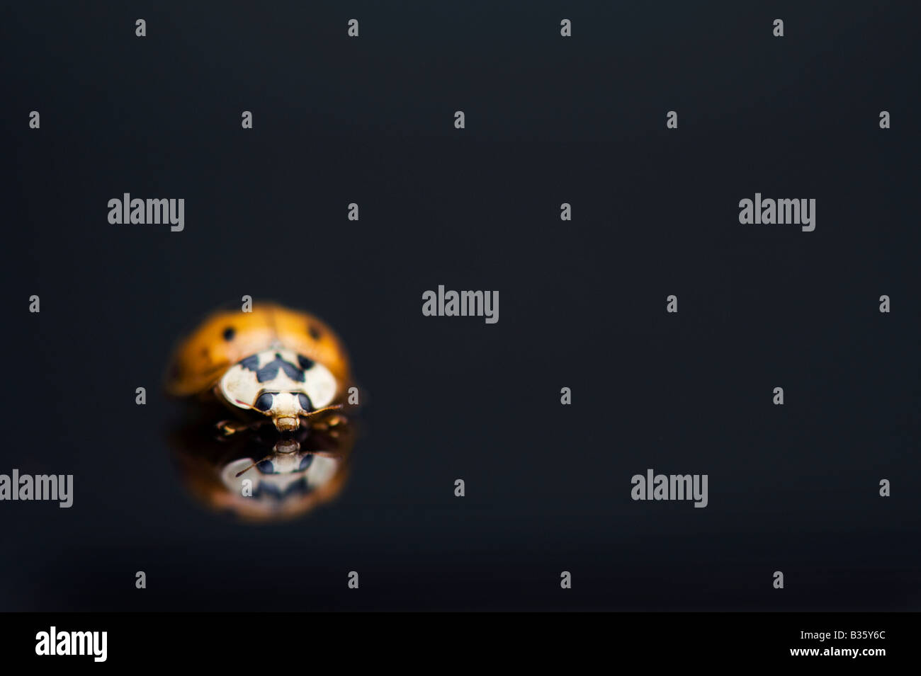 Marienkäfer auf eine glänzende schwarze Oberfläche mit Reflexion Stockfoto