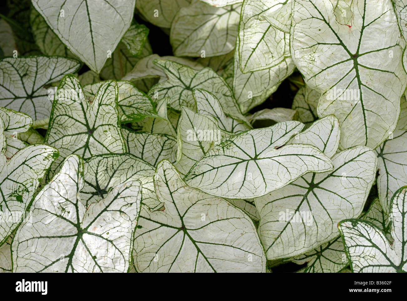 Weiße Pfeilspitze Syngonium Podophyllum Blätter Stockfoto