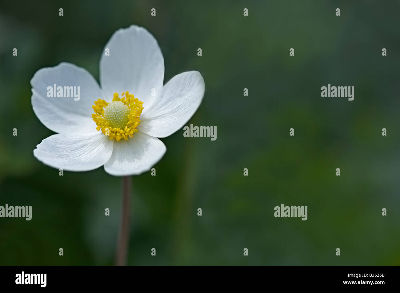 Schneeglöckchen, Anemone, Anemone Sylvestris Blume Nahaufnahme Stockfoto