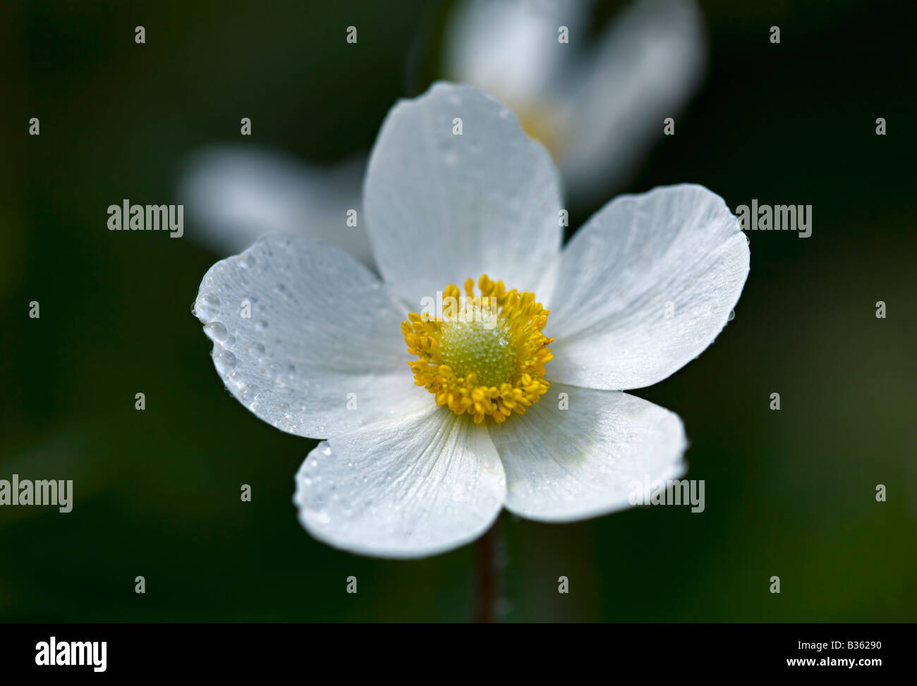 Schneeglöckchen, Anemone, Anemone Sylvestris Blume Nahaufnahme Stockfoto