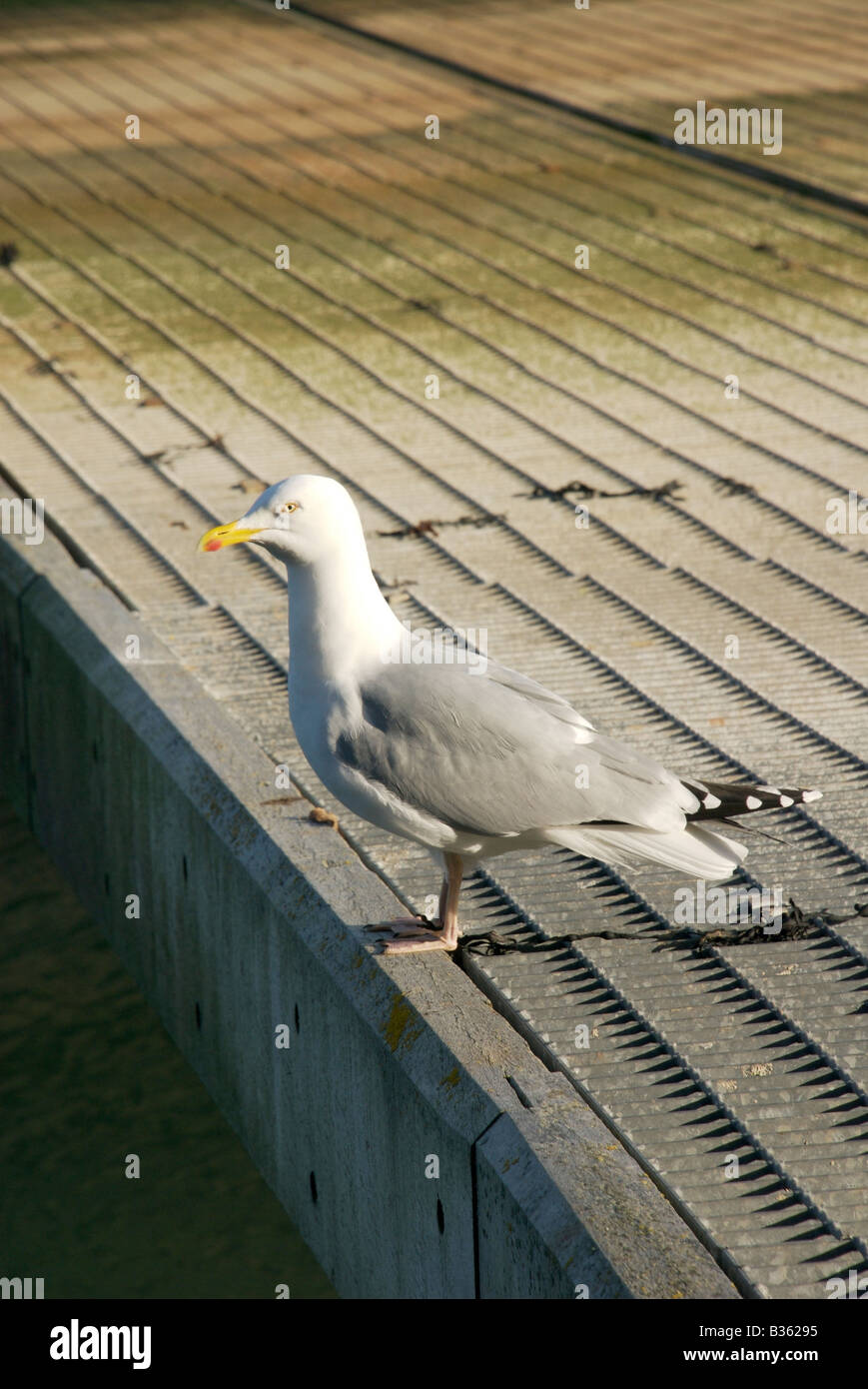 Möwe auf Ponton, Salcombe, Devon, UK Stockfoto