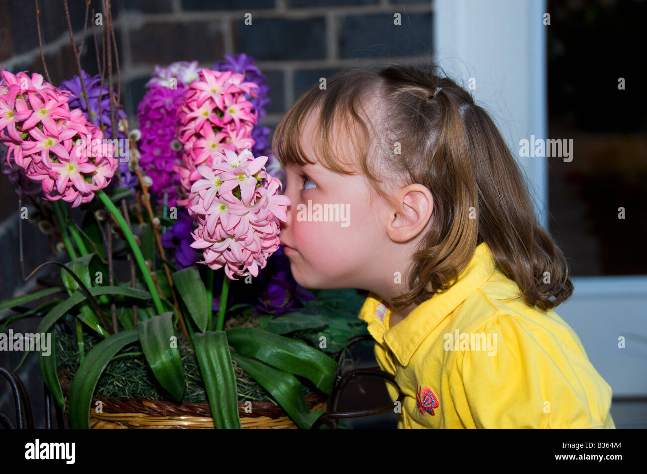 Einem drei Jahre alten kaukasische Mädchen schnuppert den Duft von hyazinthen Blüten. USA. Stockfoto