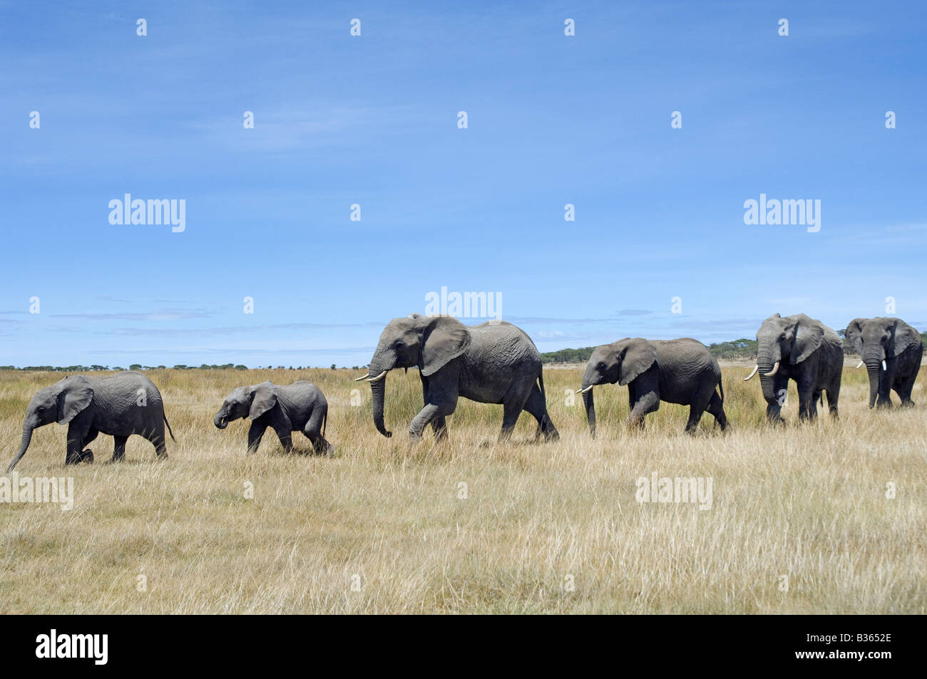 Elefanten Herde zu Fuß in einer einzigen Datei (Loxodonta Africana), Ndutu, Ngorongoro, Tansania Stockfoto