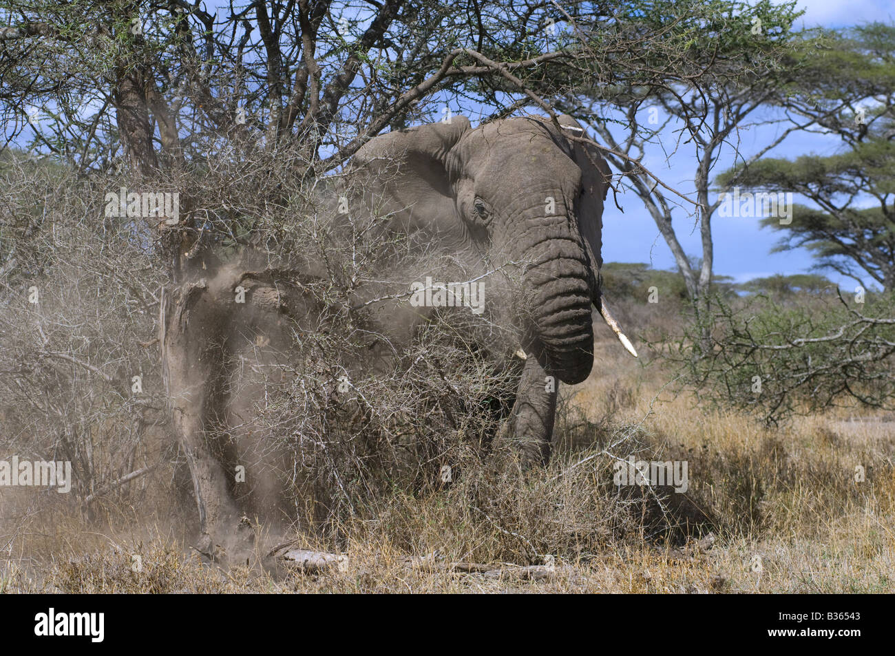 Afrikanischer Elefant (Loxodonta Africana) brechen eines Baumes an einer Demonstration berechnen, Ndutu, Ngorongoro, Tansania Stockfoto
