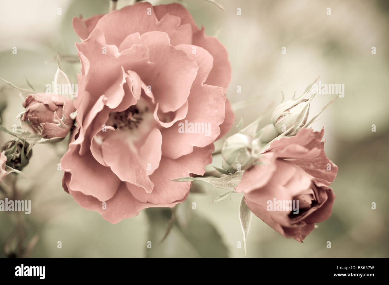 Makro einer rosa Rose in eine alte Mode Modus Korn in Zweck Stockfoto