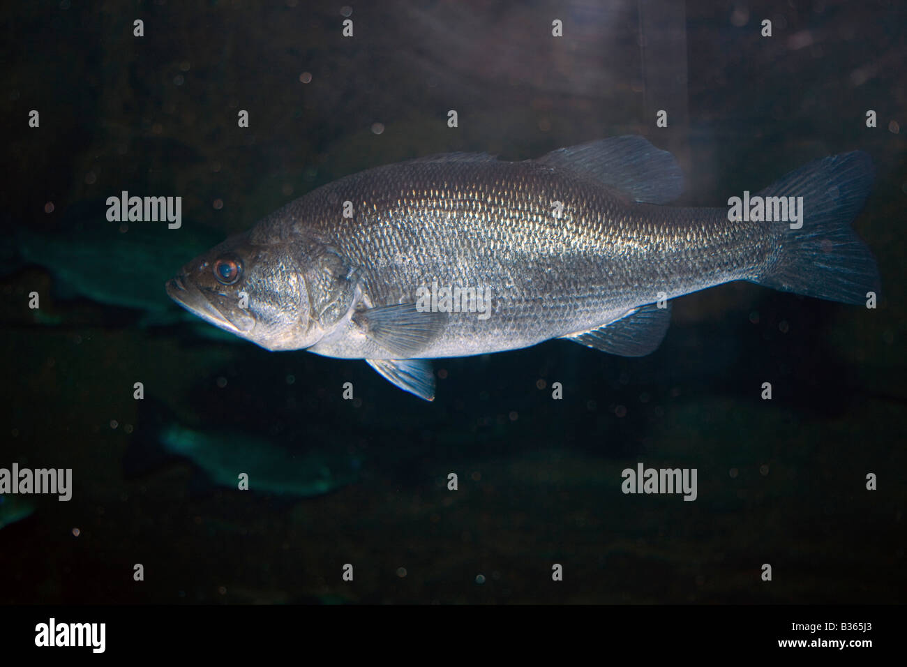 Fischen Sie im Frischwassertank Stockfoto