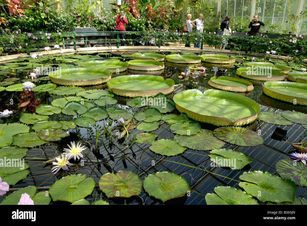 England, London, Wasserpflanzen im "Waterlily House", Kew Gardens Stockfoto